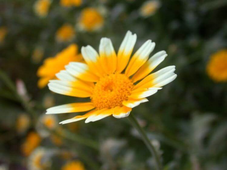 喜欢菊花,就养盆“精品玫瑰”红和平,红艳欲滴,花色靓丽!