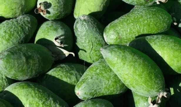 海巴戟|4种少见的水果,我只吃过第一种和第三种,全部都吃过的就厉害了