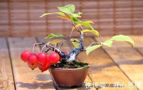 修剪|养桩不光要养活,枝条长粗才重要,6个技巧要掌握好,施肥长得快