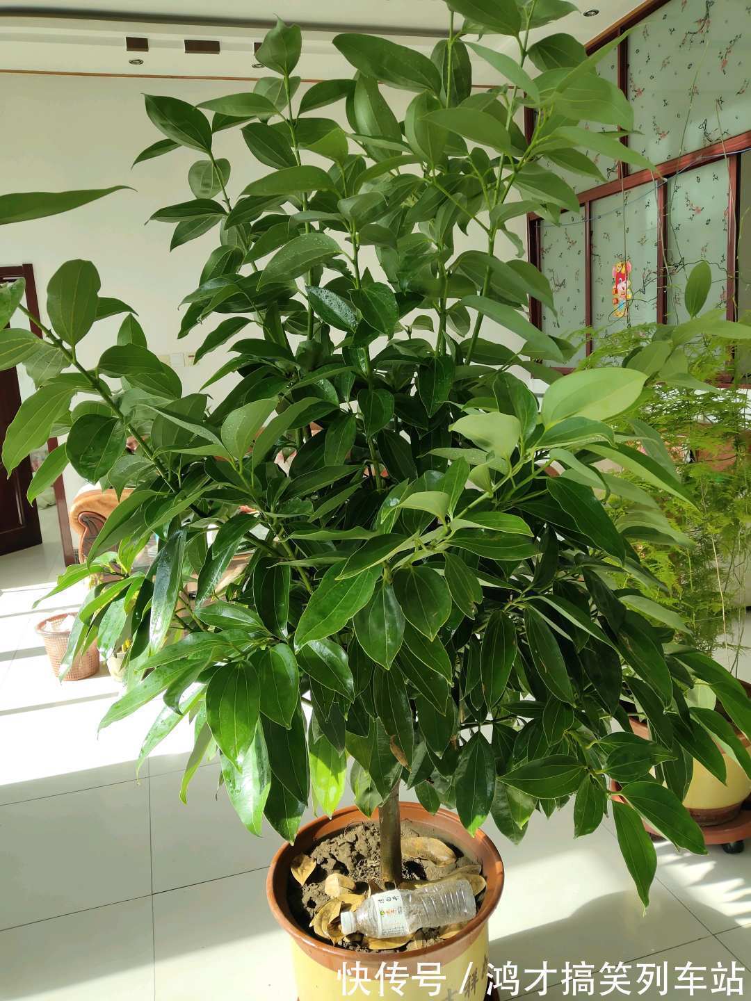 这6种花，是净化空气的小能手，为了健康，家里一定要放一盆