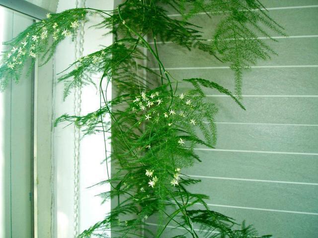 文竹黄叶不要慌,这“3种”物品,兑水浇盆里,黄叶全不见!