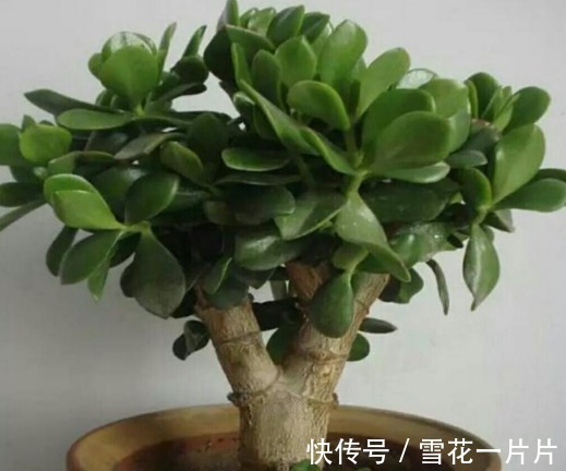 您家里的玉树开花吗,几个步骤,玉树养成老桩,年年开花爆盆