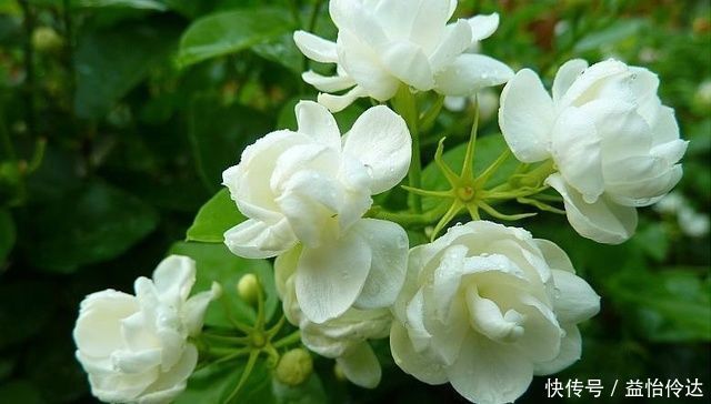 长叶子|老花农说茉莉花年年开花,你需要做好这几点,香极了