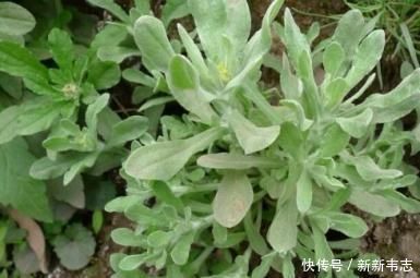 飘儿白|女性不想老太快,常吃4种食物,雀斑没了,大肚子平了