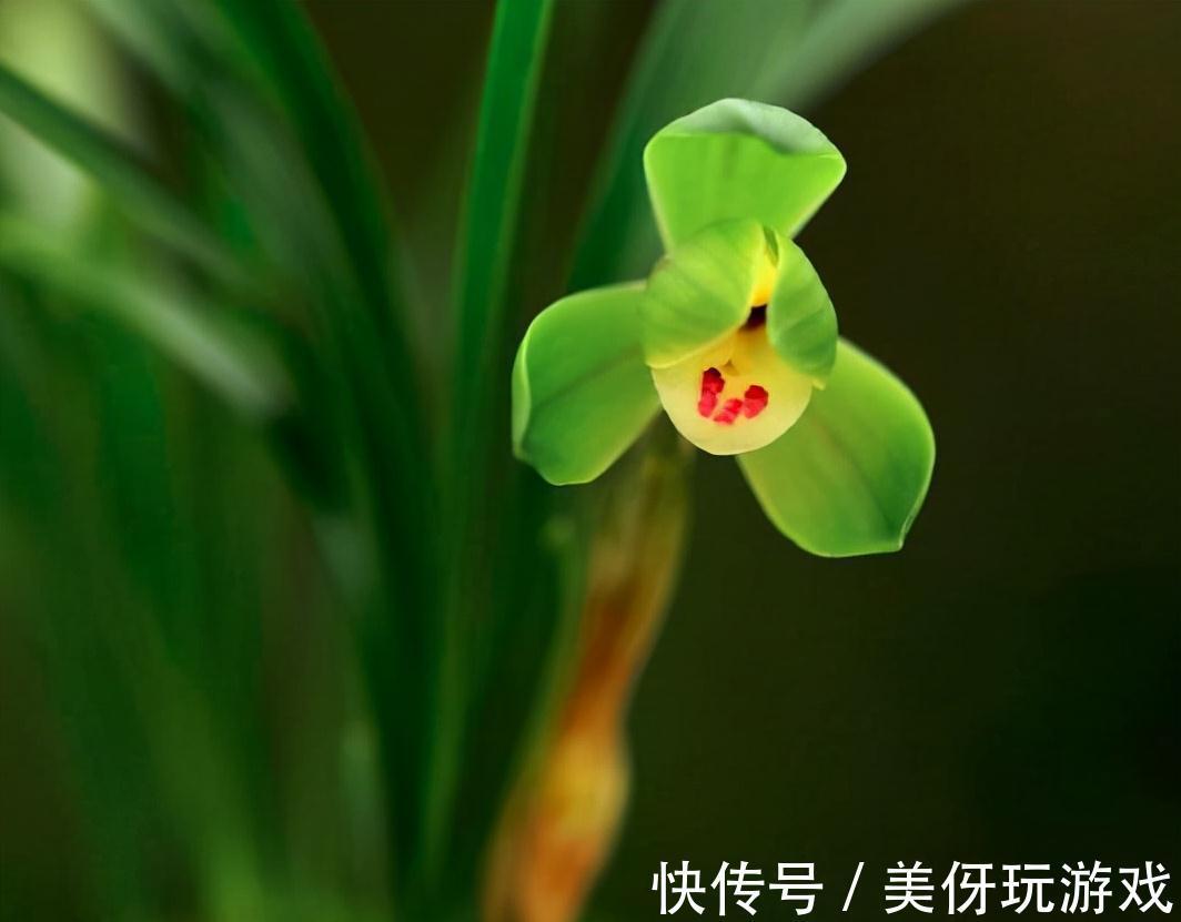 兰花瓣型详细解说,快来瞧瞧您养的兰花是什么瓣型吧