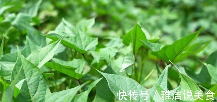 人体|想长寿要先会吃,3种食物不能少,安定情绪,增强体质