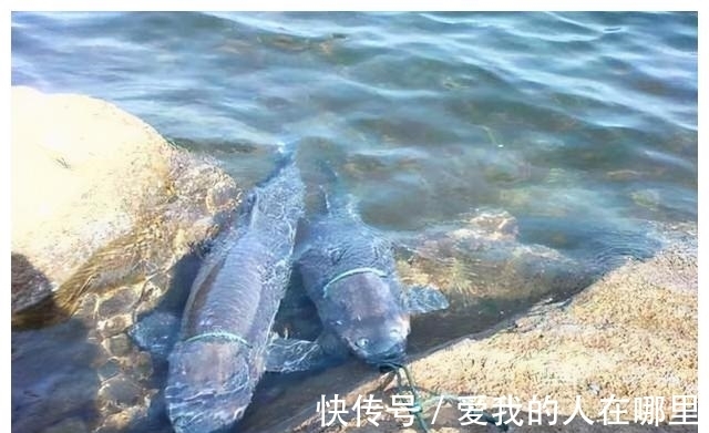 野钓青鱼,钓一次爽一次的攻略和技法