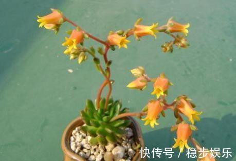 4种情况出现，就得给多肉''砍一刀''，植株方能越长越美