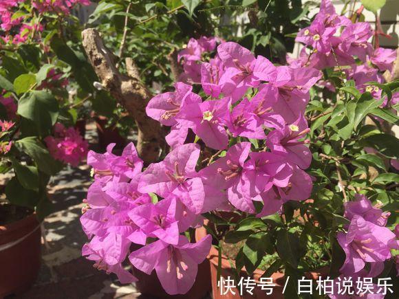 天冷|给4种花“吃醋”，30天浇“1斤”，枝叶乱窜，天冷一样长！