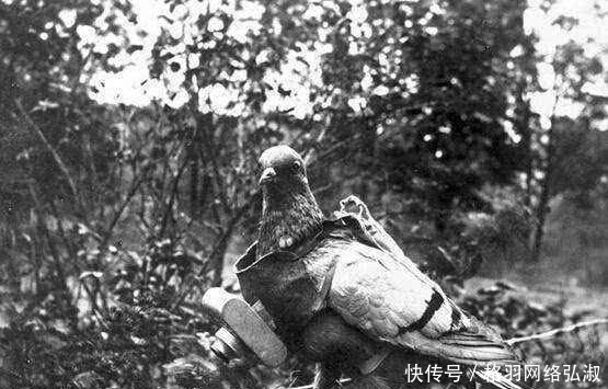 作战方式|抗战时,遇到一种动物必须要击毙,这是鲜血换来的教训