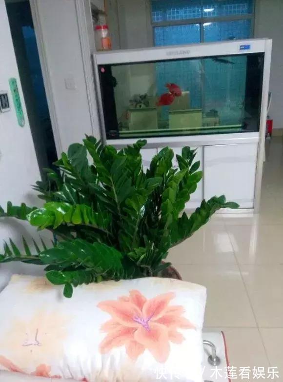 叶子|玉树金钱树,叶子一夜掉光,根软要倒掉,再不救就剩下盆了!