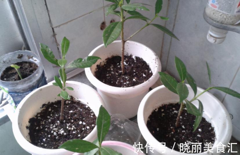 养花基本要求：浇水前后，不注意这些地方，真的要吃亏