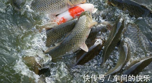 |笑话二则!自己动手丰衣足食。老顾客久等老板不见,自己动手煮面