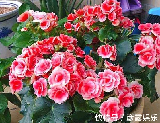 浇水|此种花真奇特,剪片叶子“插”土里就疯长,想养10盆都可以