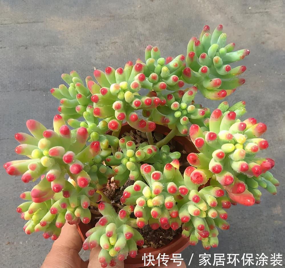 花友|老花匠养的多肉乙女心，长成果冻小老桩，只是做好了这5点