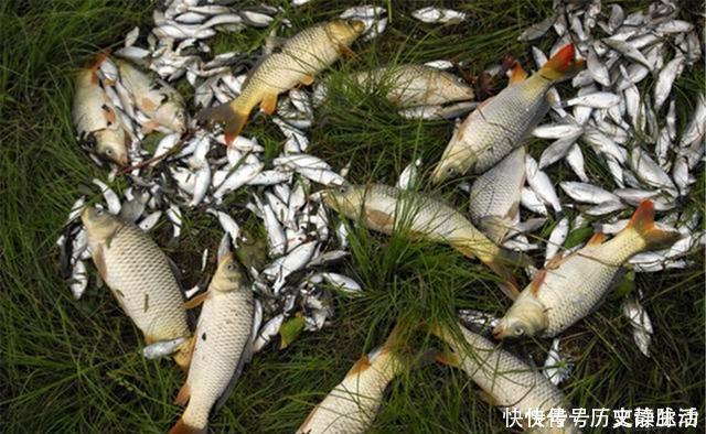 大跑铅|野钓为何会出现小鱼闹钩?至少有这几招,避开杂鱼直取大鱼