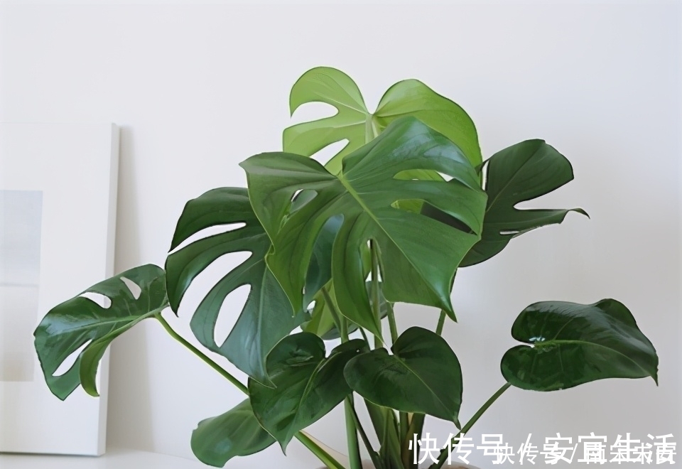 龟背竹,冬天浇水有节奏,叶片又大又绿,个个能“开背”