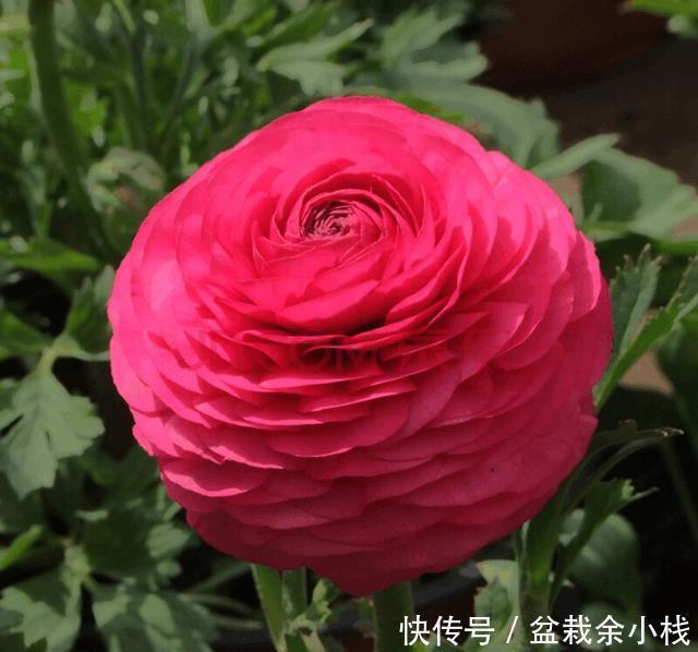 这种花,把根扔在土里就能活,一根能发十盆