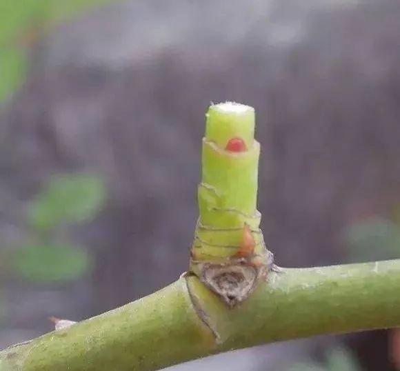 月季为什么光长叶不开花,做好这5点月季开花不再难