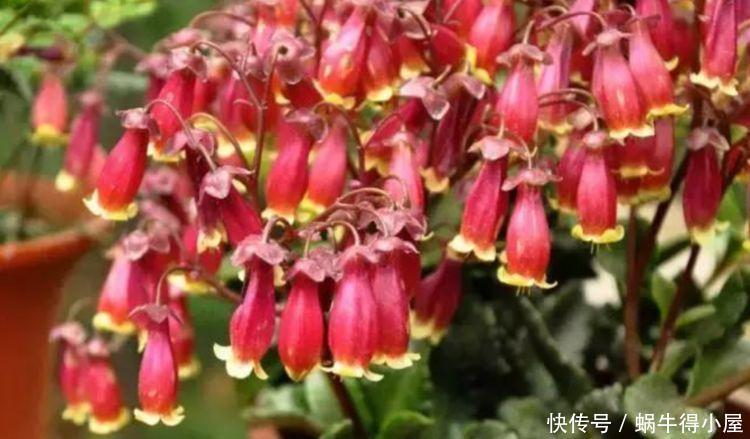 最受欢迎的4种花,花朵娇艳美丽,开花一茬茬