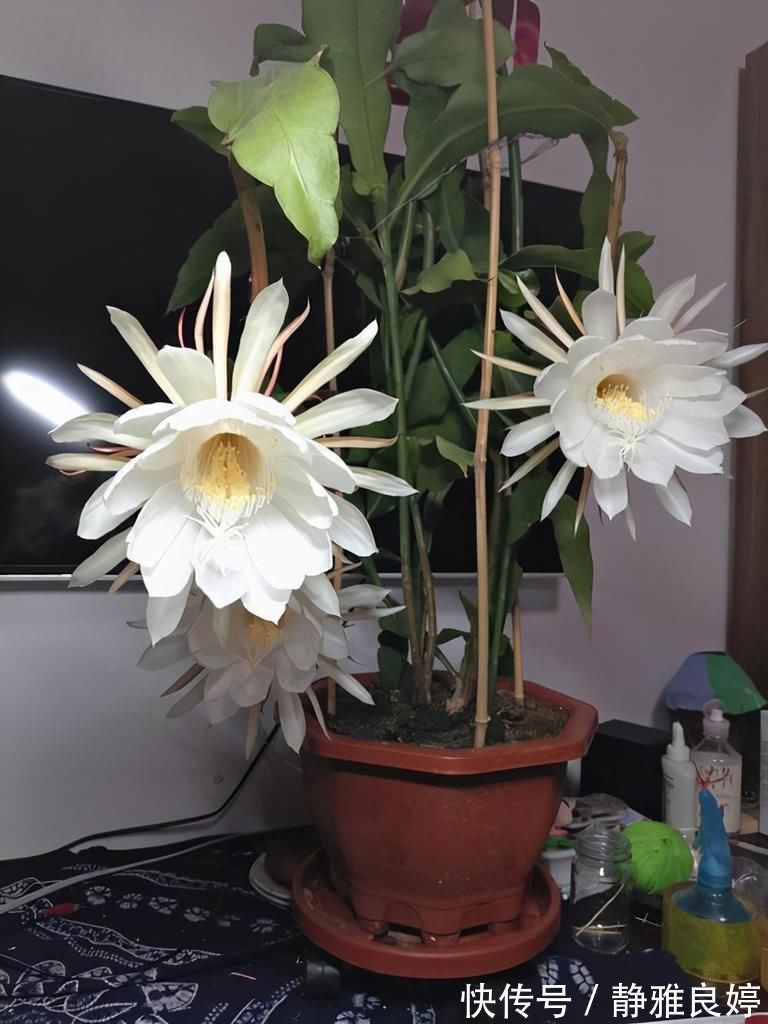 夜来香|这4种花养的人特别多,就为了看它们在夜间绽放,欣赏不一样的美
