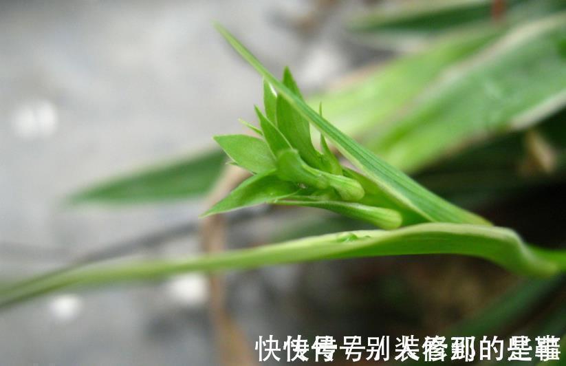 盆栽|最受欢迎的5种吊兰,一个比一个好看,皮实好养,适合阳台盆栽