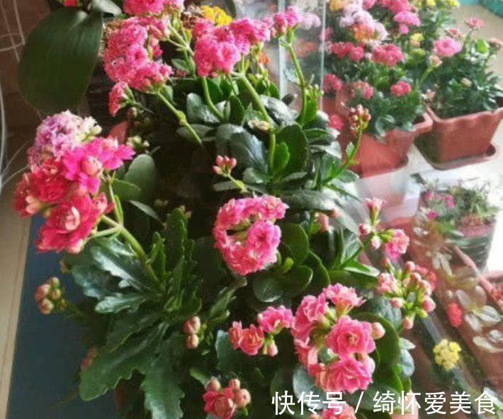 此款花卉，花期长易养活，家养一盆全年赏花，是阳台盆栽极品