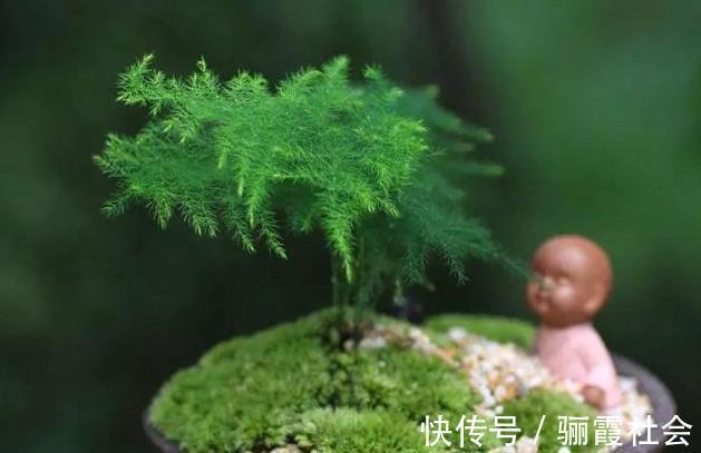 文竹养不好,是因为有“4怕”,不及时纠正,叶片就会发黄