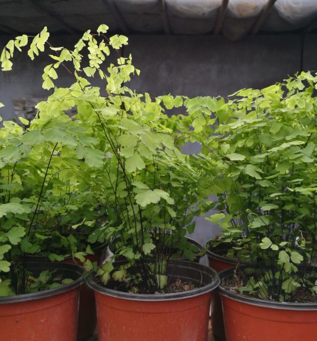 如何挽救枯萎发蔫的花草,别以为浇水就能活过来哦