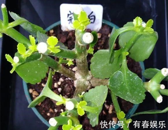 现在养花要重剪,剃光头,撸光叶,越狠越爆盆