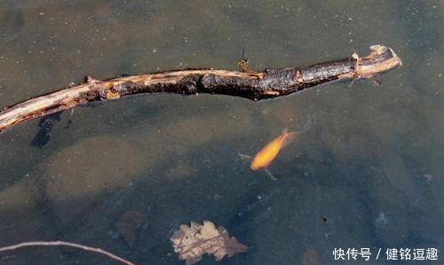 惠施|庄子与惠施的辩论,是纯智慧和纯思维的较量,有才调风华相胜之美