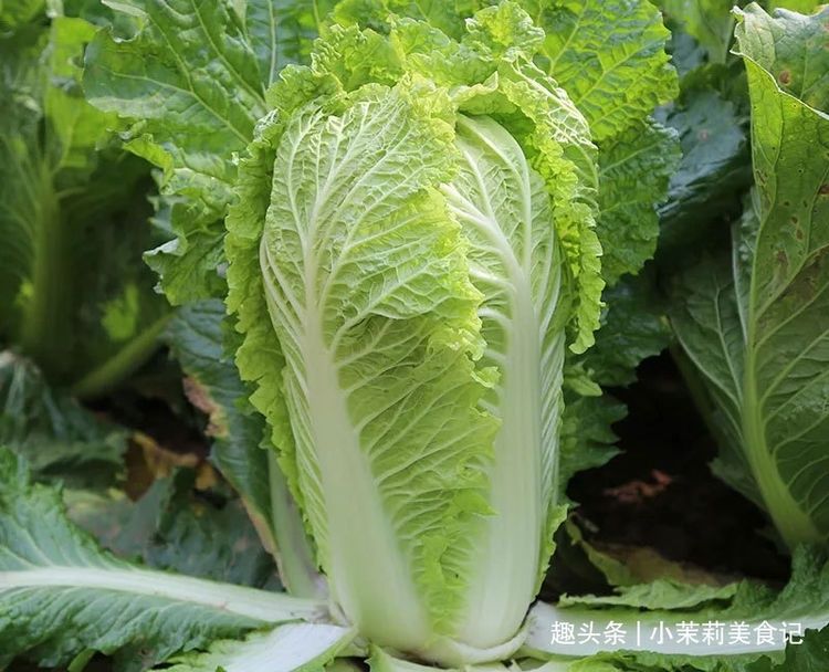 买白菜，“松散的”和“紧实的”差别大，记住3点挑出好吃的白菜