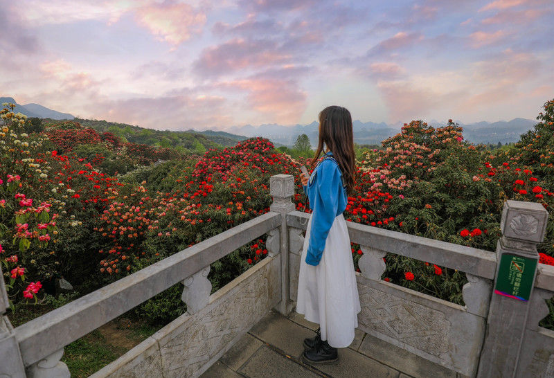 ［百里杜鹃］花开百里，只为遇见你