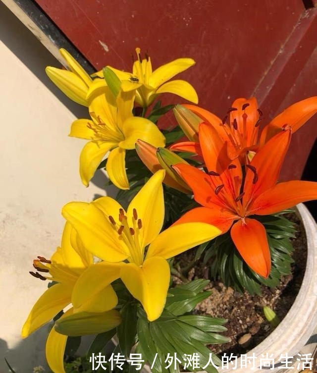 几个“洋葱球”,埋在花盆里,长出8朵百合花,开完花还能吃