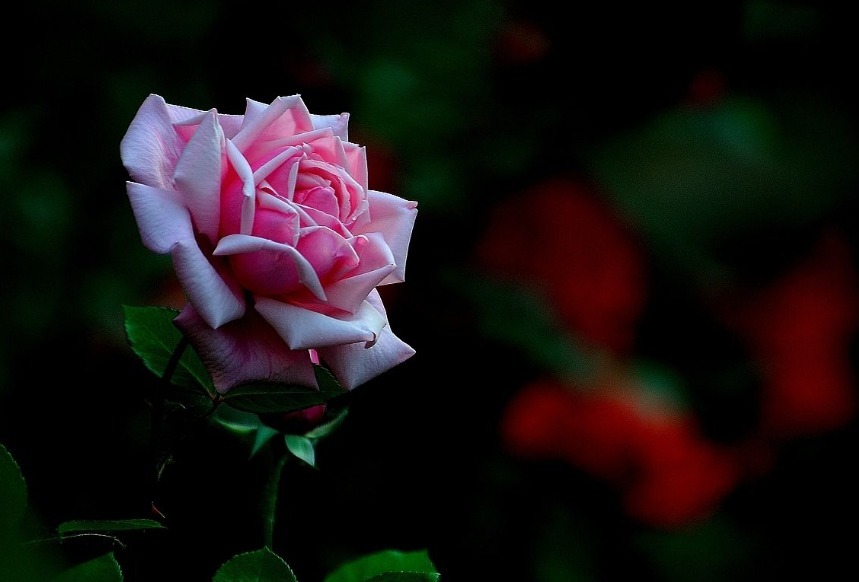 养护月季，还用黄豆水试试这“2种肥”，开花又大又漂亮