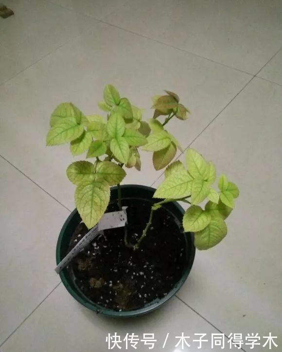 肥料|养花“杀手”的5个坏习惯,看你中了几个?怪不得你养不好花