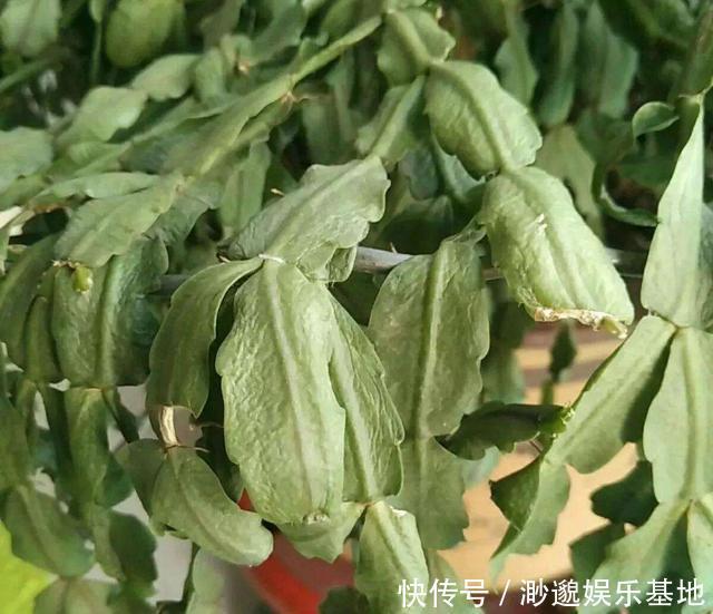 萌发|蟹爪兰“红叶、薄叶”怎么办2招帮你救花,叶子精神绿油油!