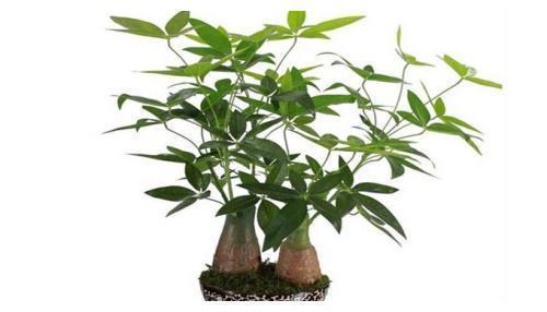 花草君|记住这四句话，让你家的花草树迅速爆盆又招财