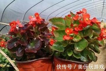 11月逛花市,遇到3种花随便买,再冷都能开爆盆,你养了吗