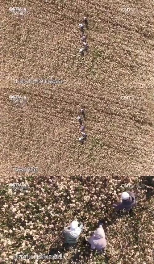 每日科普：派大星的肚脐是凹的，海绵宝宝的肚脐是凸的