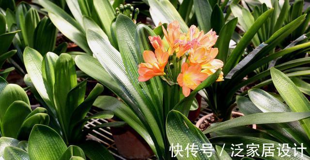 八个字|养君子兰从这几个方面入手浇水,轻松掌握浇水方法,越长越美
