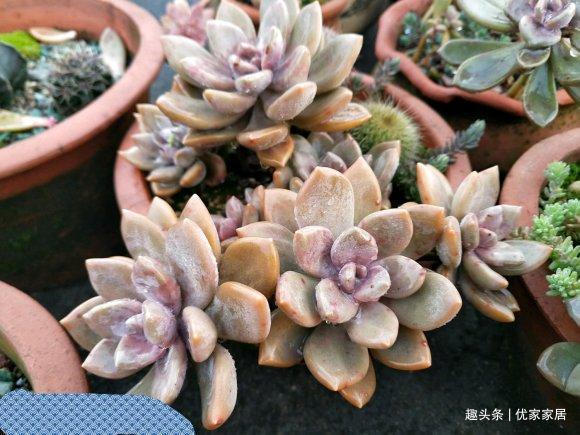 公认的叶插能力很强的10种多肉,新手放心养,轻松变成多肉大户