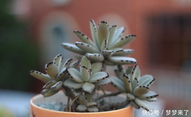 八年|一颗八年没换过盆的月兔耳