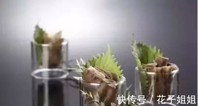 美食推荐一品梅花参、捞汁川味毛肚、现拌农家兔制作方法！