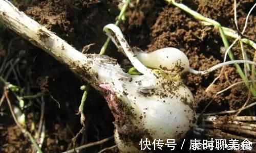 蒜炒鸡蛋|东北的小根蒜,叶子长得跟葱差不多,根茎和蒜一样,炒鸡蛋非常美味!