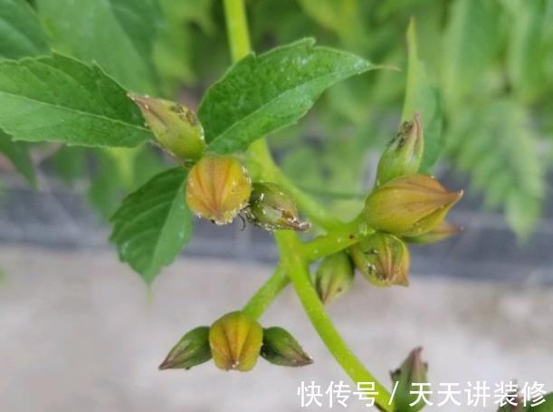 粉蝶|4种花别乱养，天天招虫子，越养越生气