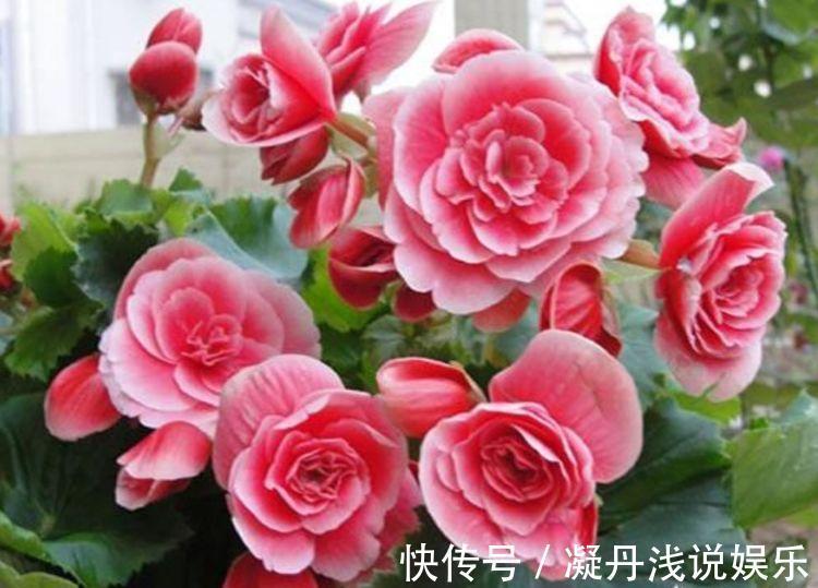 凤仙花|家里养此款花卉,便宜又好养,一盆千百朵,枝头花苞满