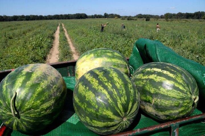 夏天|夏天少不了“吃瓜”的诱惑，西瓜还有这个妙用？