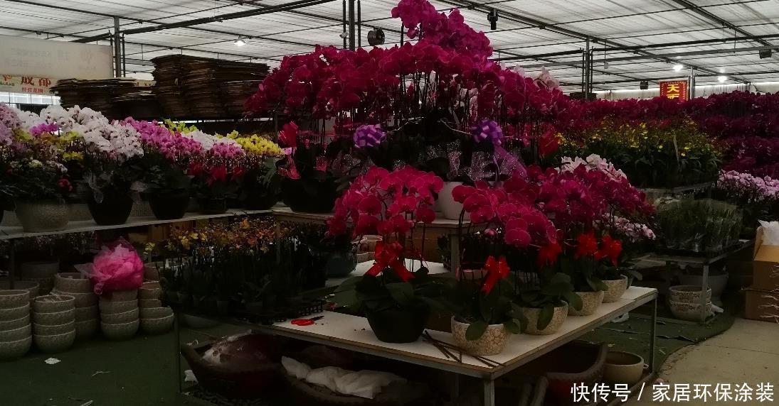 扦插|“花痴”一般有这3个习惯,你中招了吗?