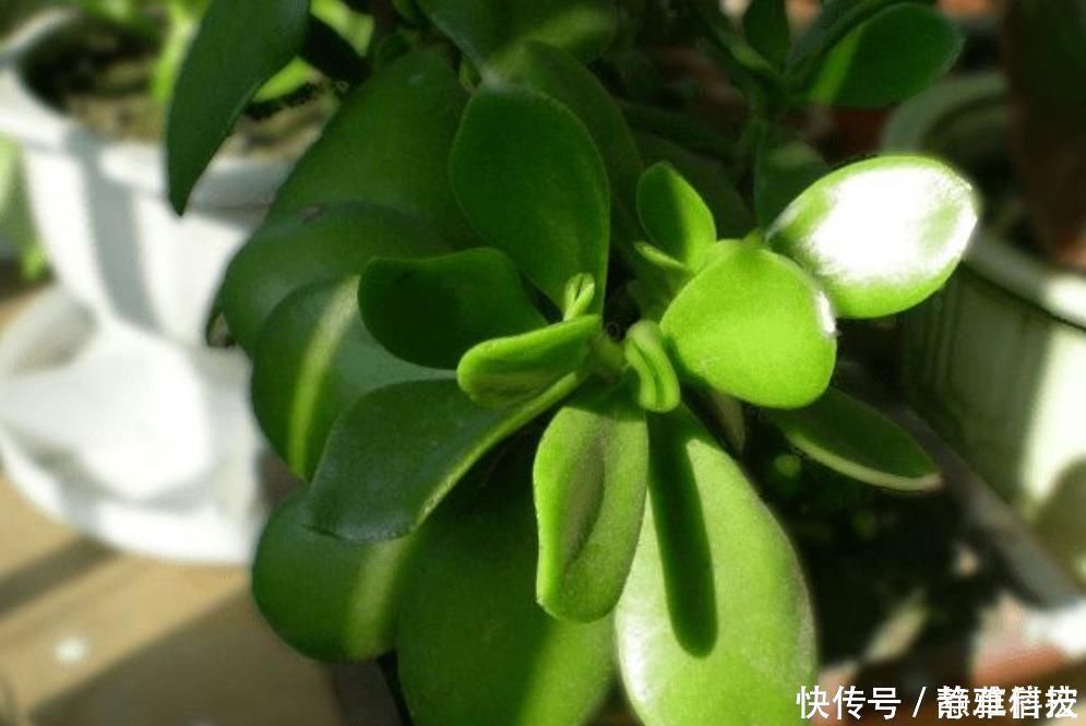 家中养这“2种”树，能快速木质化，制作老桩“盆景”时间短